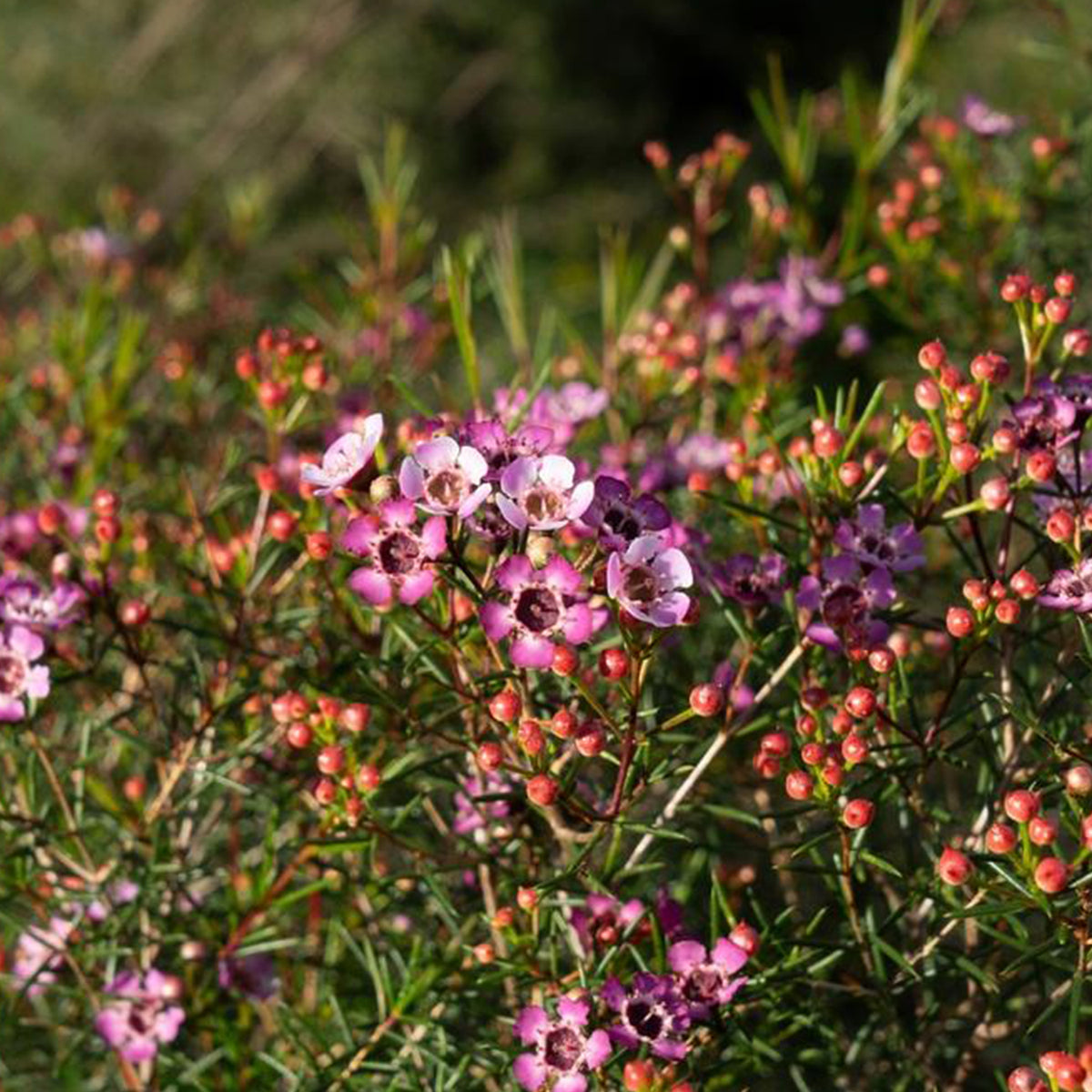 Chamelaucium Uncinatum ‘Local Hero’ (Geraldton Wax)