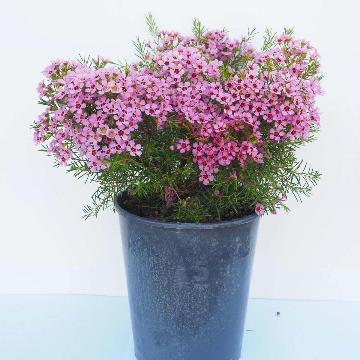 Chamelaucium Uncinatum ‘Local Hero’ (Local Hero Waxflower)