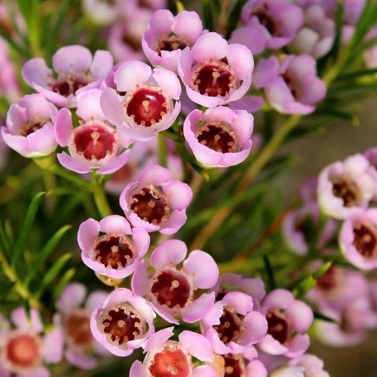 Chamelaucium Uncinatum ‘Local Hero’ (Local Hero Waxflower)