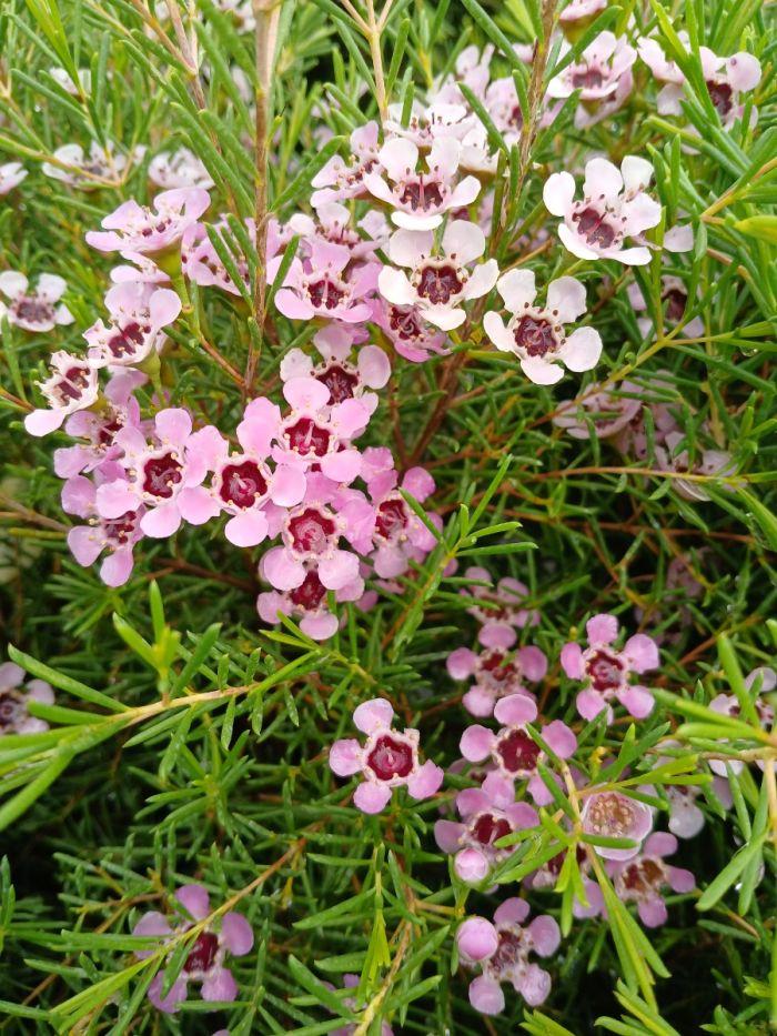 Chamelaucium Uncinatum ‘Local Hero’ (Local Hero Waxflower)