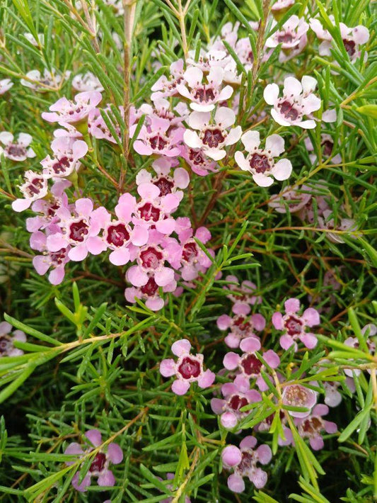 Chamelaucium Uncinatum ‘Local Hero’ (Local Hero Waxflower)