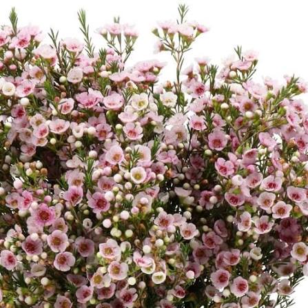 Chamelaucium 'Choir Girl' (Waxflower)