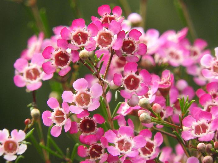 Chamelaucium 'Choir Girl' (Waxflower)