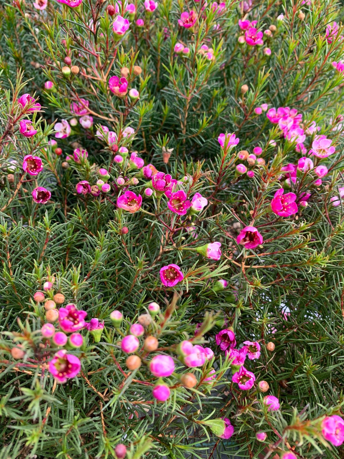 Chamelaucium ‘Lorraine’ (Geraldton Wax ‘Lorraine’)