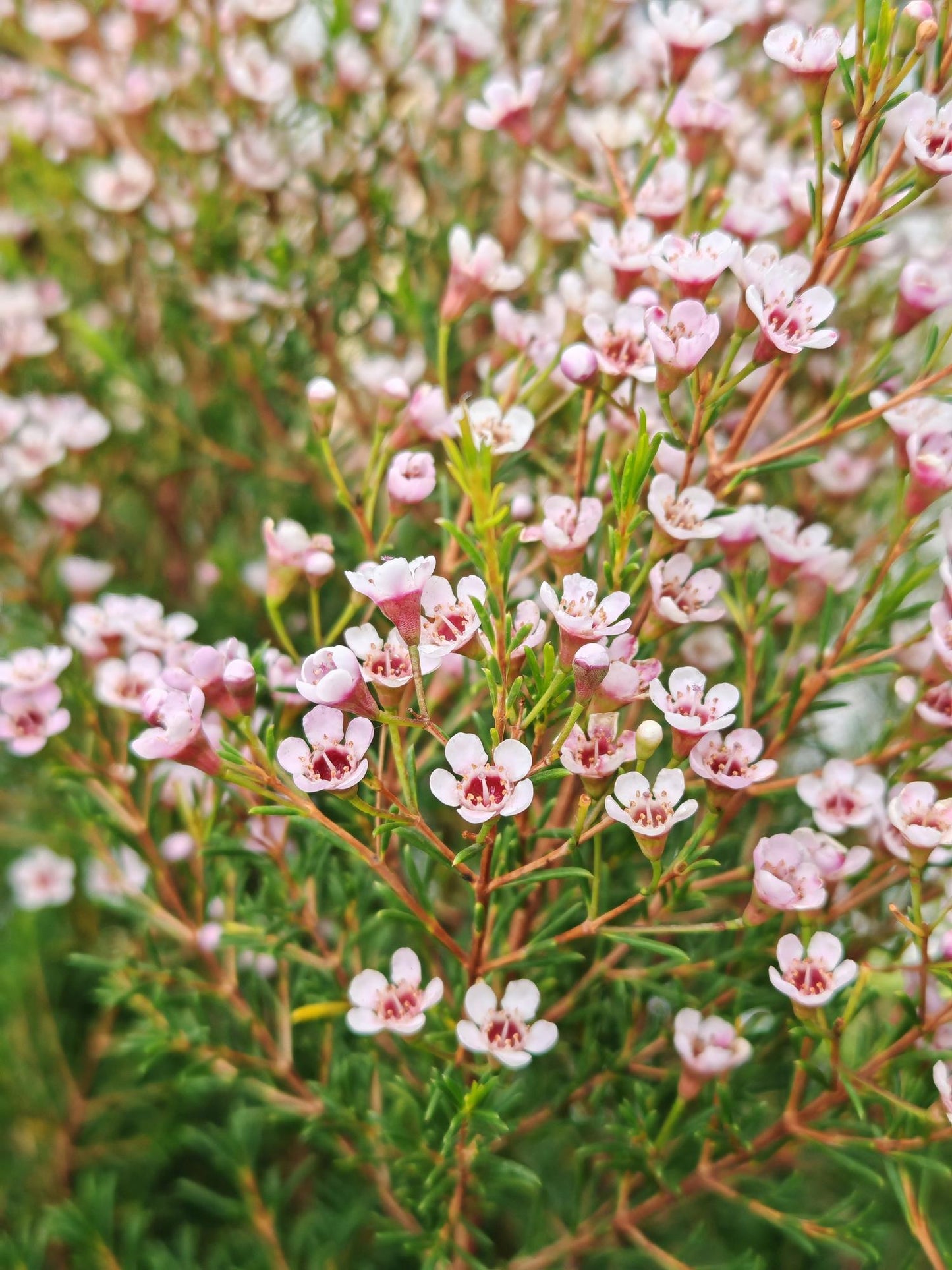 Chamelaucium ‘Morning Delight’ (Geraldton Wax ‘Morning Delight’)