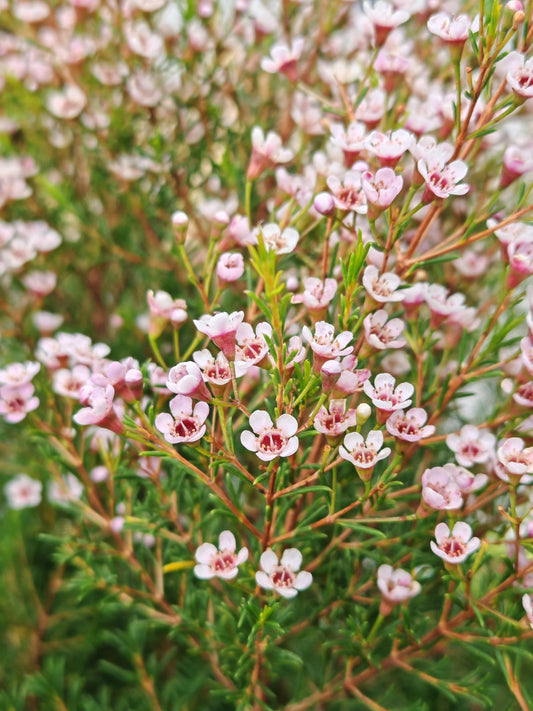 Chamelaucium ‘Morning Delight’ (Geraldton Wax ‘Morning Delight’)