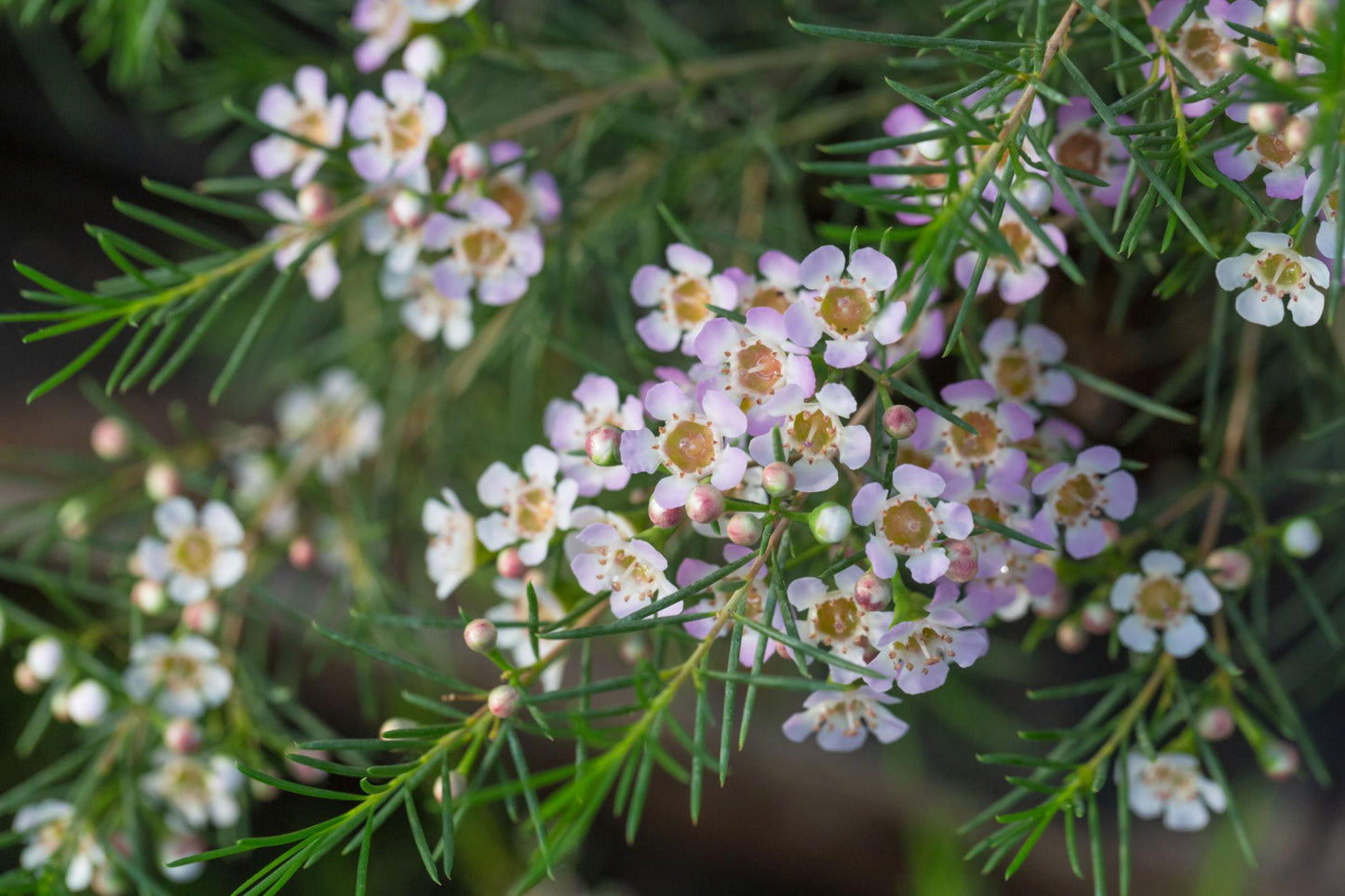 Chamelaucium ‘Morning Delight’ (Geraldton Wax ‘Morning Delight’)