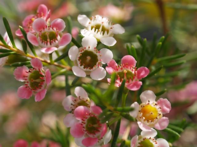 Chamelaucium ‘Morning Delight’ (Geraldton Wax ‘Morning Delight’)