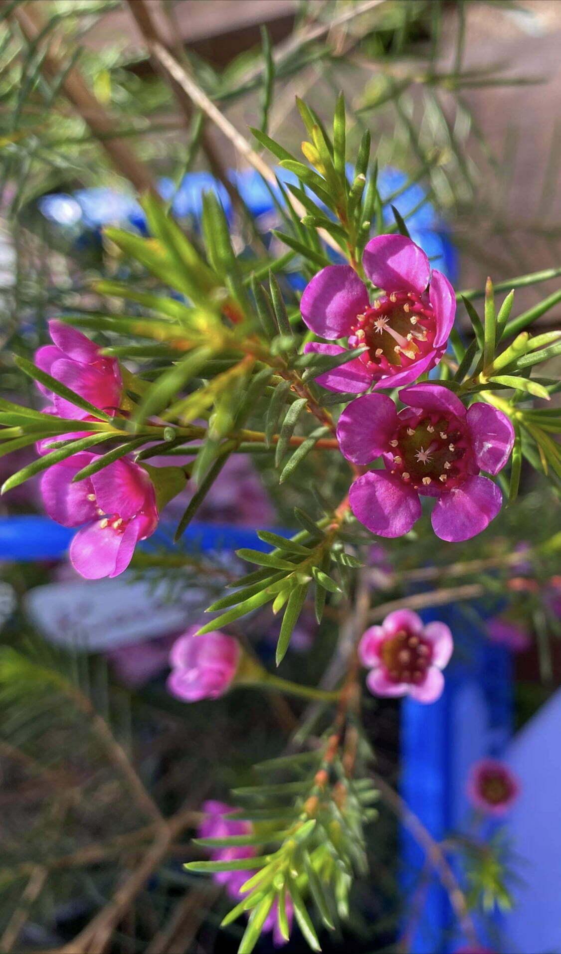 Chamelaucium ‘Nina’s Delight’ (Geraldton Wax ‘Nina’s Delight’)