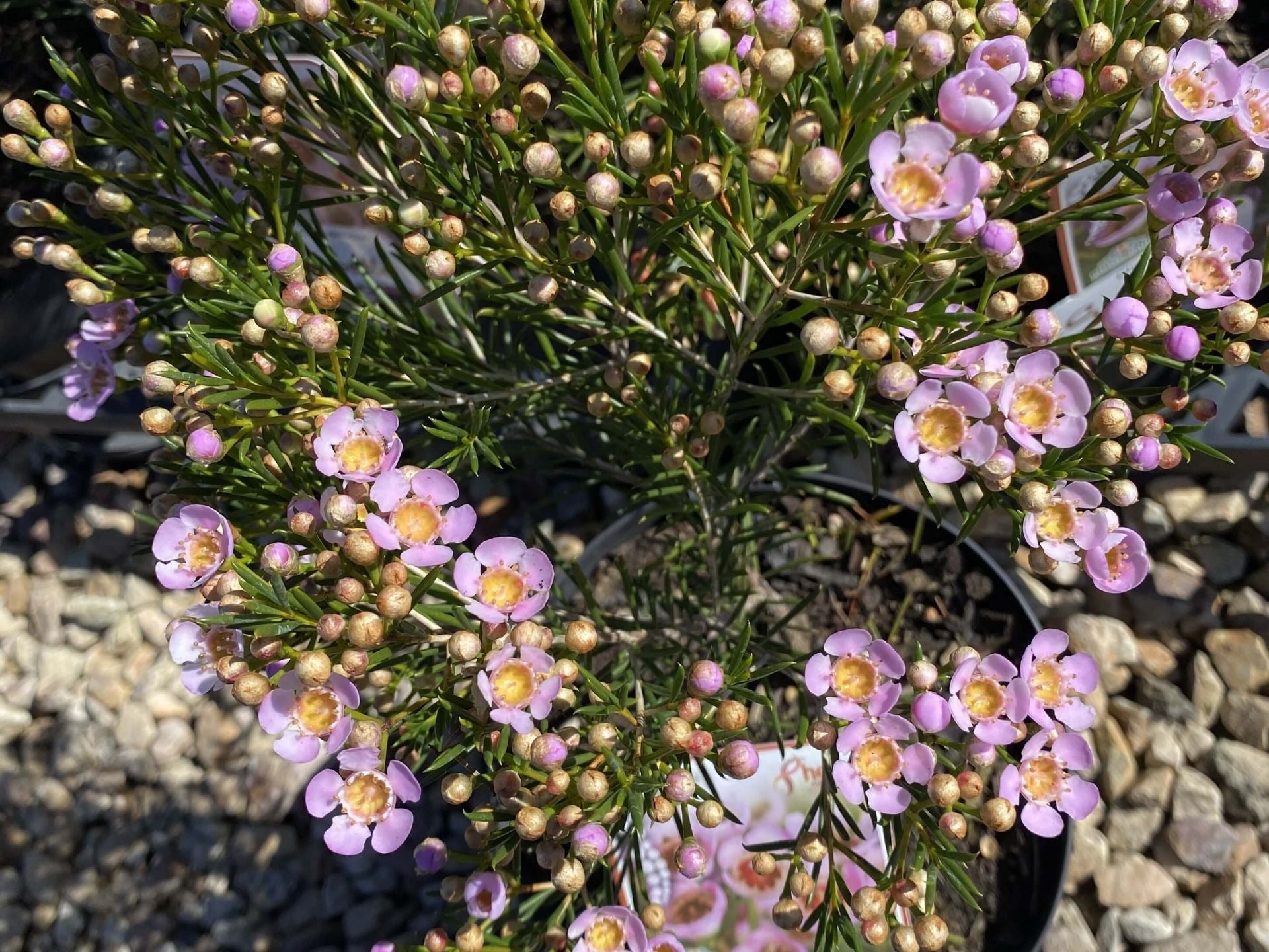 Chamelaucium ‘Sorbetto’ (Sorbetto Waxflower)