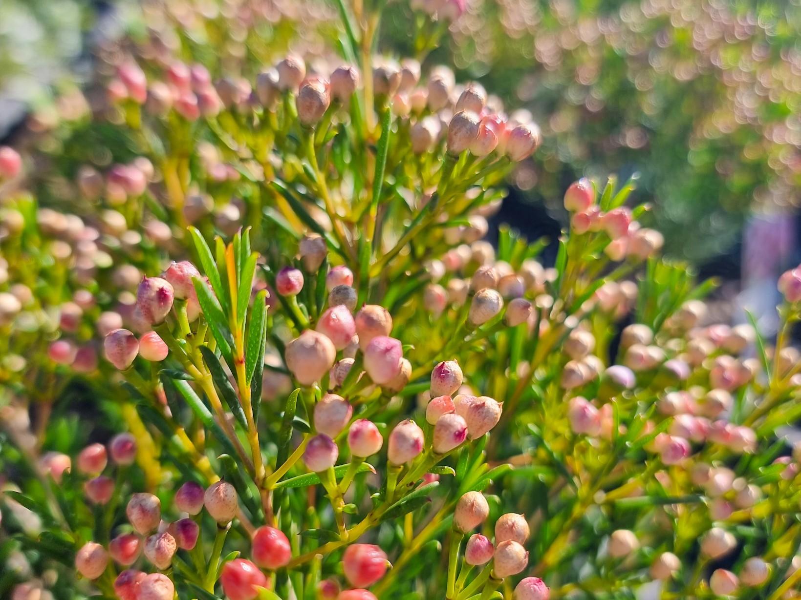 Chamelaucium ‘Sorbetto’ (Sorbetto Waxflower)