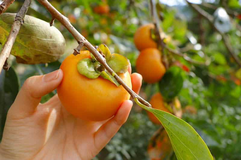 Diospyros kaki ‘Jiro’ (Jiro Persimmon)