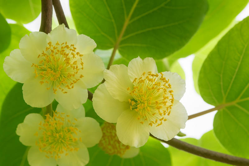 Actinidia chinensis (Male) (Male Kiwi Fruit)