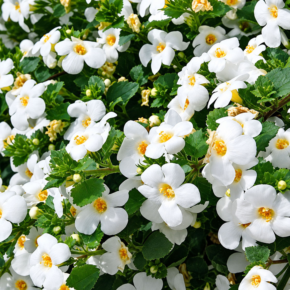 Sutera Cordata 'Bahia White Sand' (Bacopa)