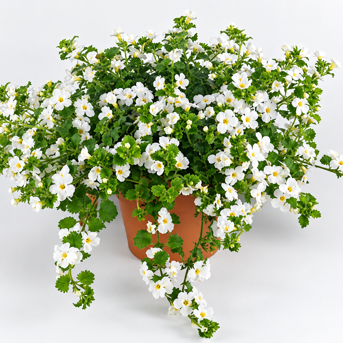 Sutera Cordata 'Bahia White Sand' (Bacopa)
