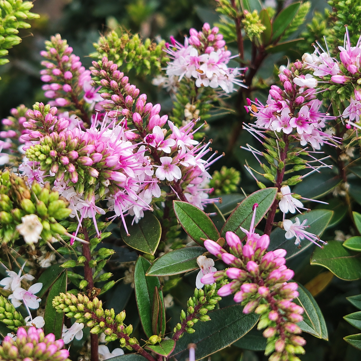 Hebe Hybrida 'Surf Wipeout' (Surf Wipeout Hebe)