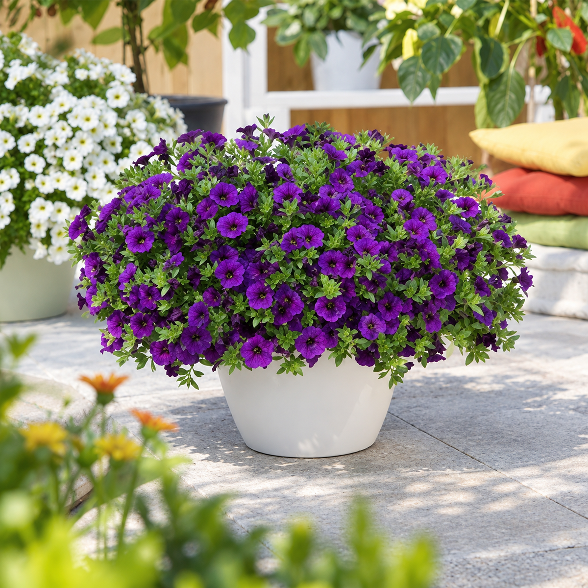 Calibrachoa × Hybrida 'Calipetite® Blue' (Blue Mini Petunia)