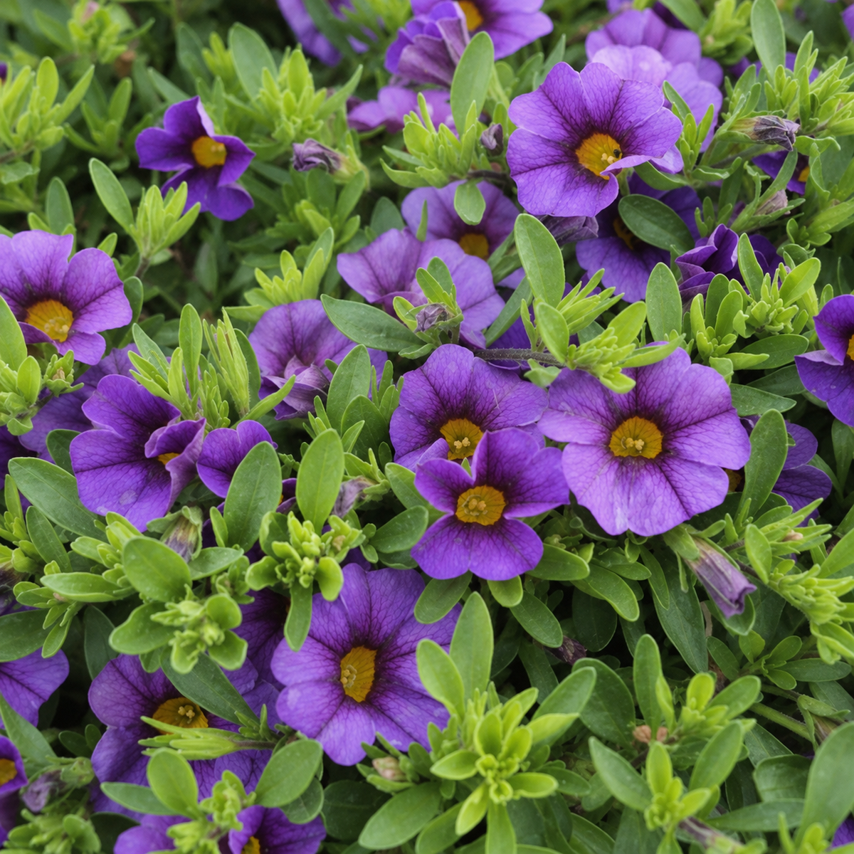Calibrachoa × Hybrida 'Calipetite® Blue' (Blue Mini Petunia)