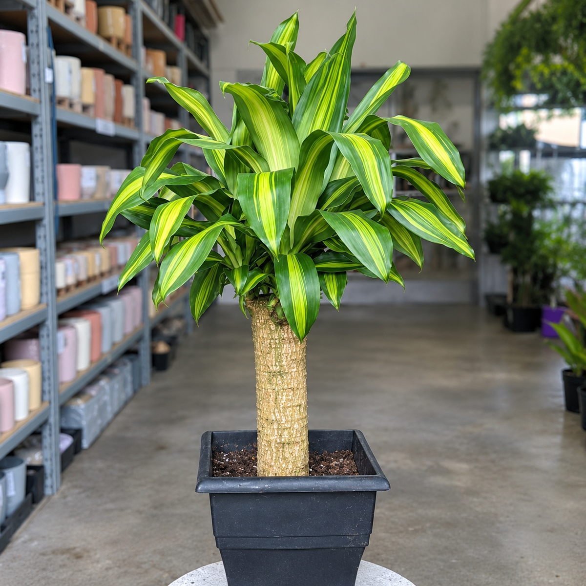 Dracaena Fragrans (Happy Plant)