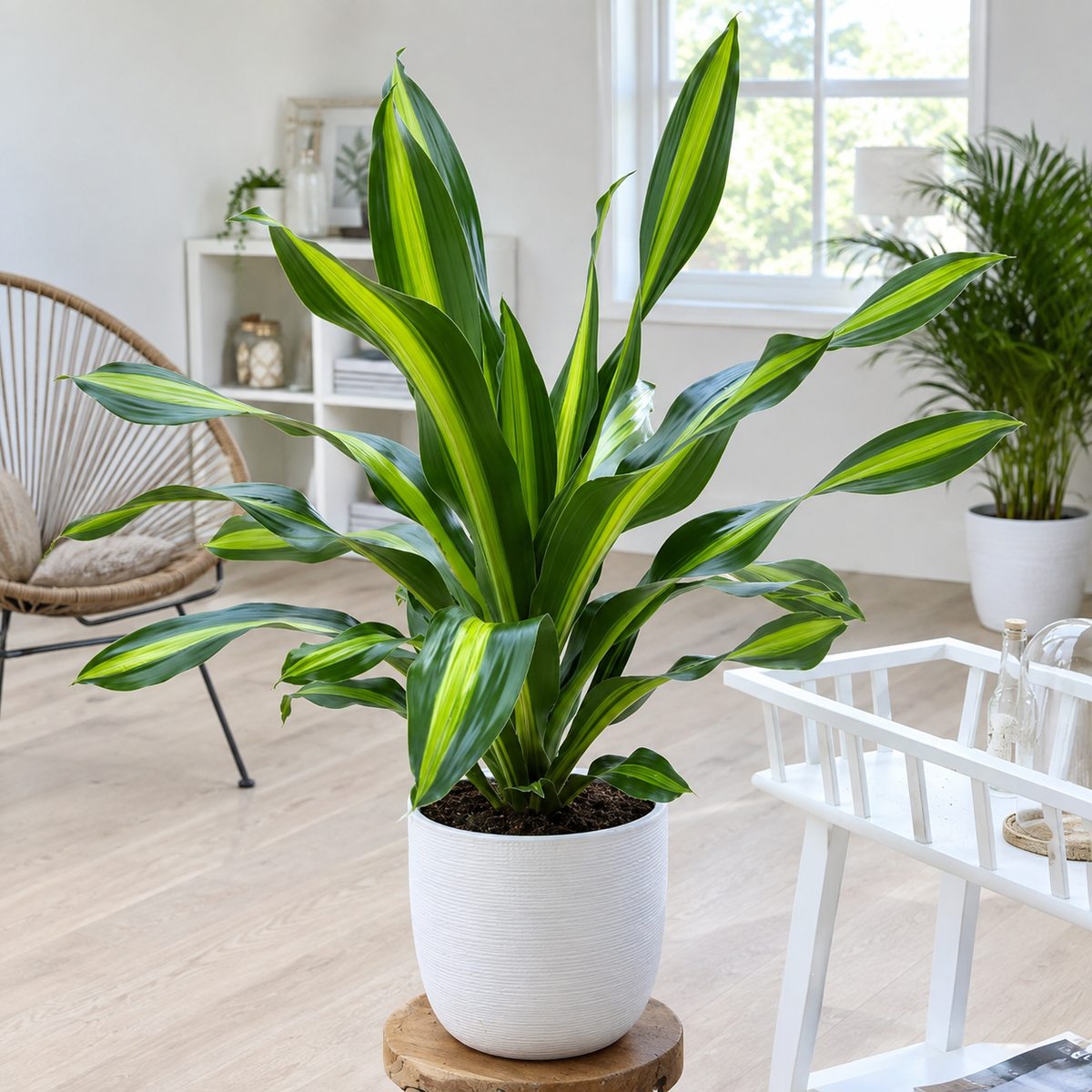 Dracaena Fragrans ‘Burley’ (Burley Dracaena)