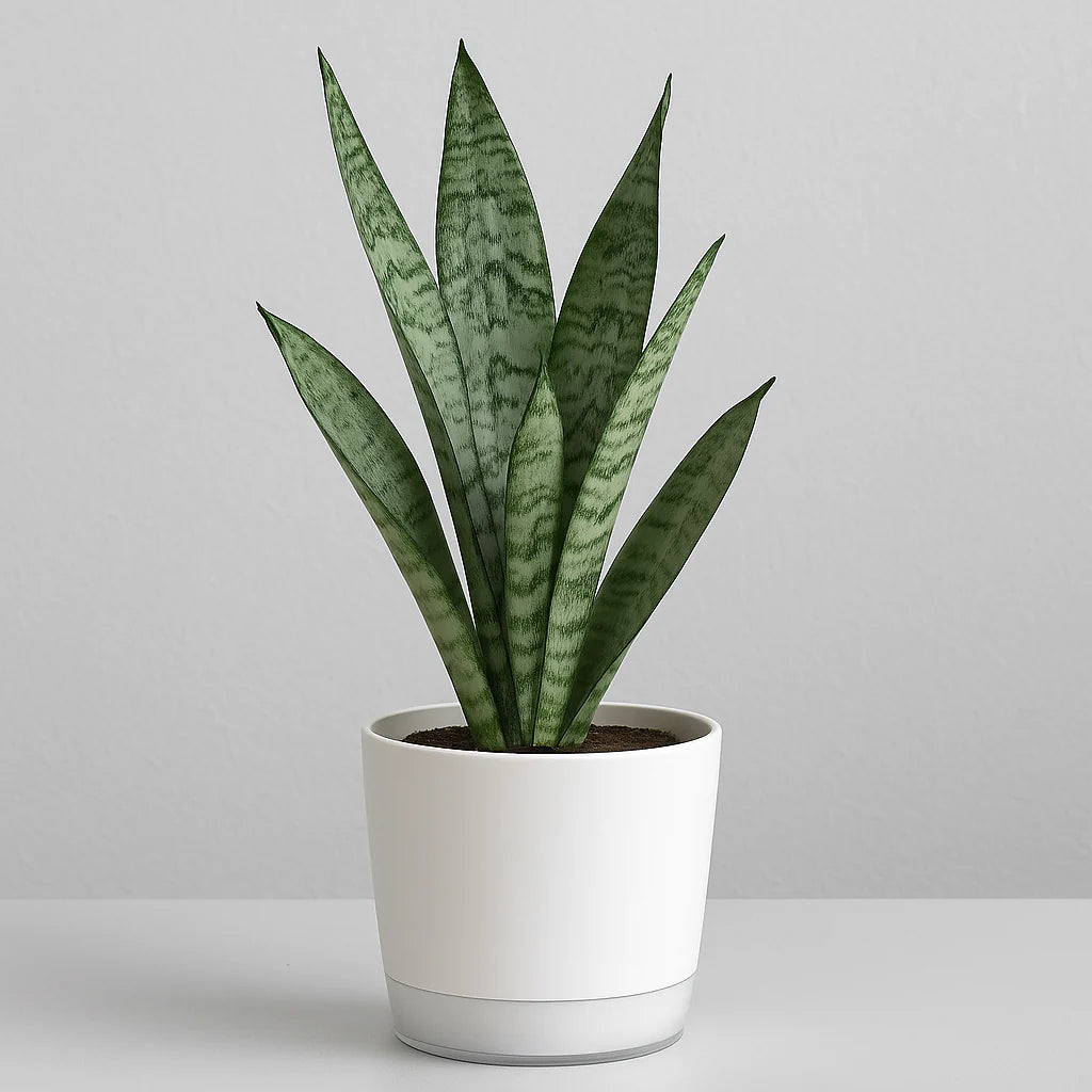 Sansevieria trifasciata ‘Silver Princess’ (Mother-in-Law’s Tongue)