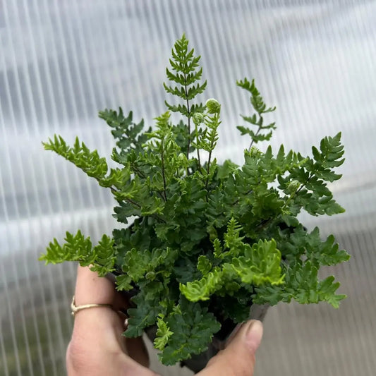 Cheilanthes Sieberi (Poison Rock Fern / Mulga Fern)