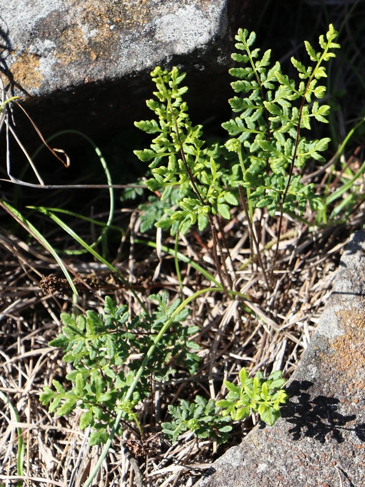 Cheilanthes Sieberi (Poison Rock Fern / Mulga Fern)
