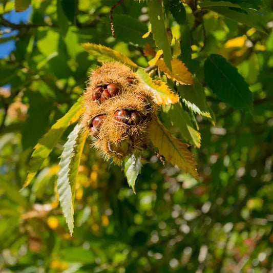 Castanea Sativa ‘April Gold’ (April Gold Chestnut)