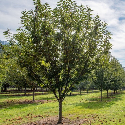 Castanea sativa (Wandiligong Wonder Chestnut)