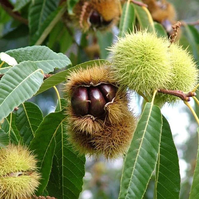 Castanea sativa (Wandiligong Wonder Chestnut)