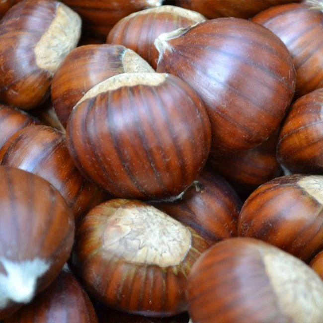 Castanea sativa (Wandiligong Wonder Chestnut)