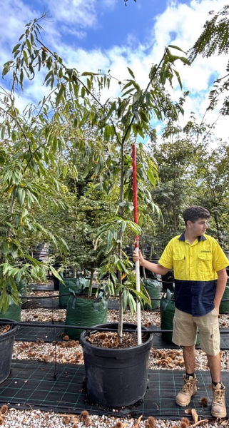 Castanea Sativa Flemings Prolific (Chestnut)