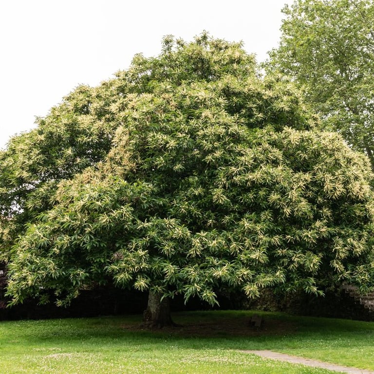 Castanea Sativa ‘De Coppi Marone’ (De Coppi Marone Chestnut)