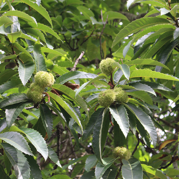 Castanea Sativa ‘De Coppi Marone’ (De Coppi Marone Chestnut)