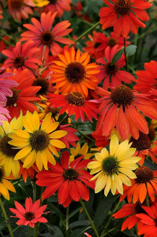 Echinacea ‘Cheyenne Spirit’ (Coneflower)
