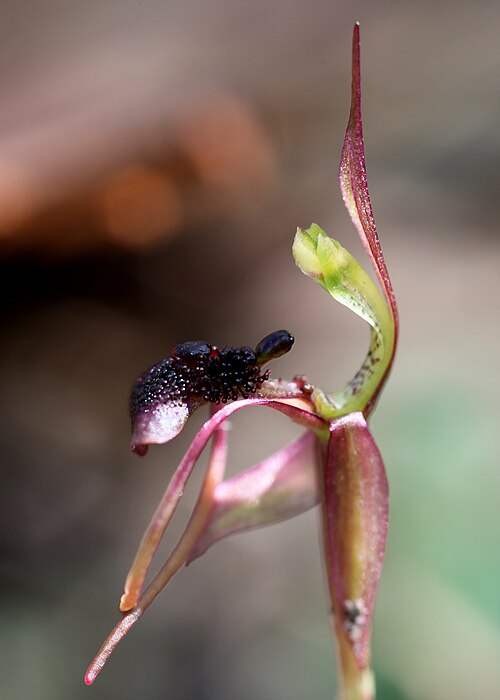 Chiloglottis Formicifera (Ant Orchid)