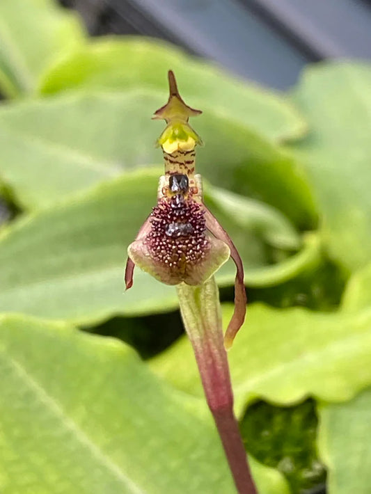 Chiloglottis Formicifera (Ant Orchid)