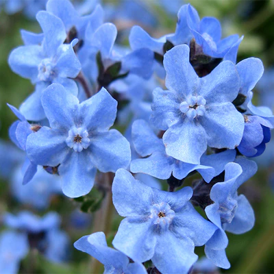 Cynoglossum amabile (Chinese Forget-Me-Not)