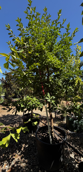 Chionanthus Virginicus (White Fringe Tree)