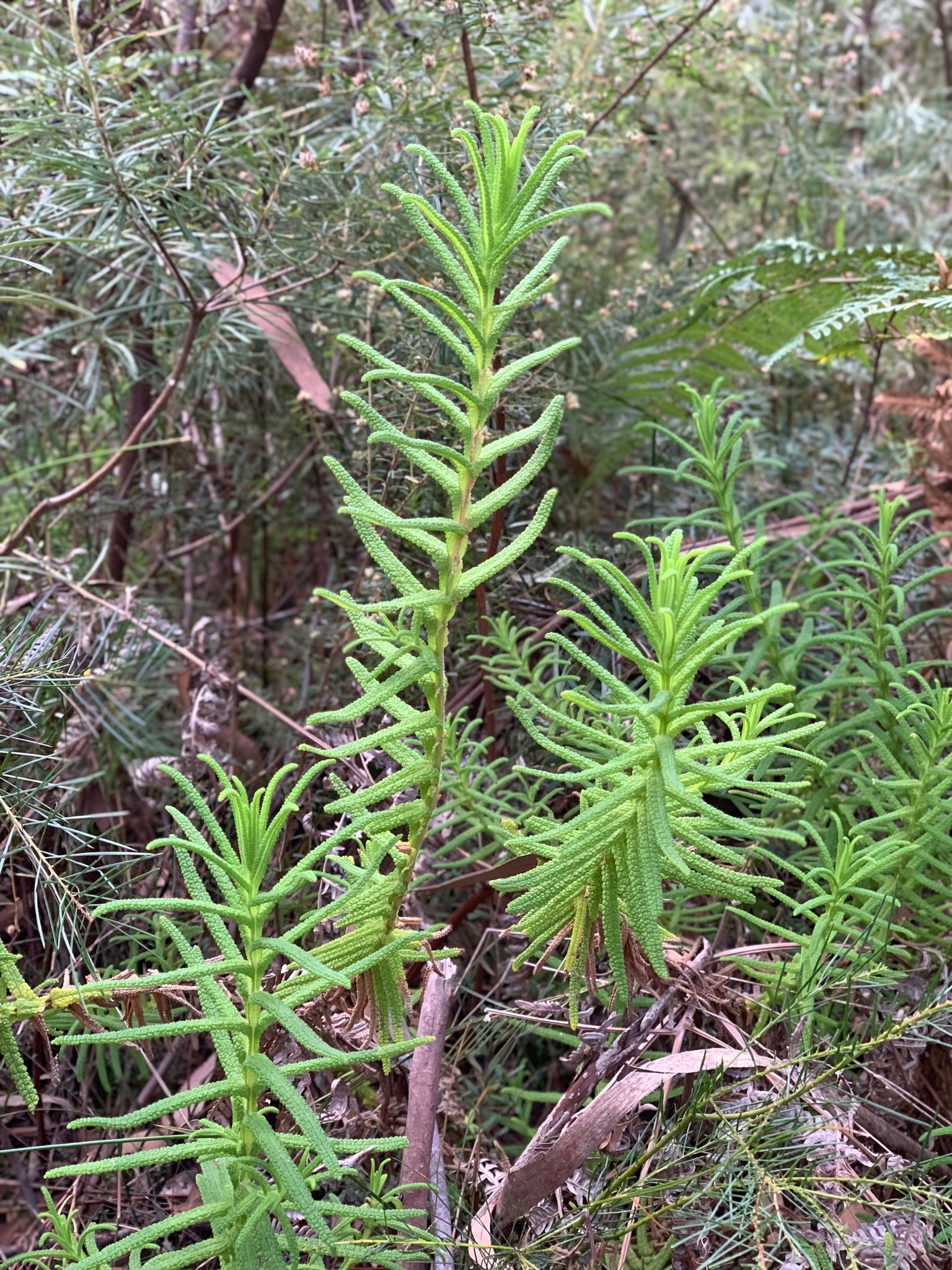 Chloanthes Glandulosa (Fleshy Mint Bush)