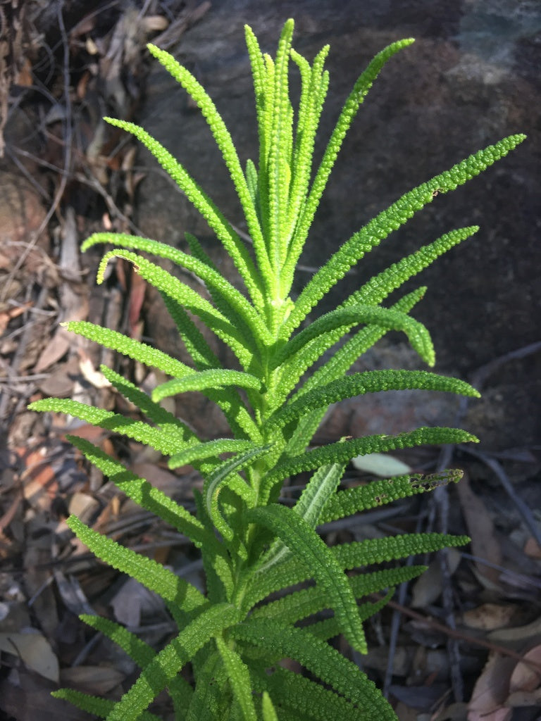 Chloanthes Glandulosa (Fleshy Mint Bush)
