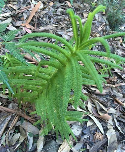 Chloanthes Glandulosa (Fleshy Mint Bush)