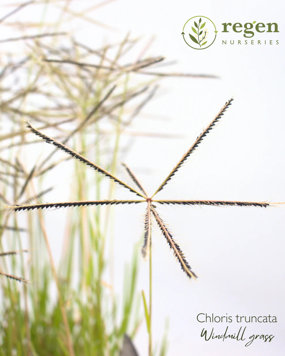 Chloris Truncata (Windmill Grass)