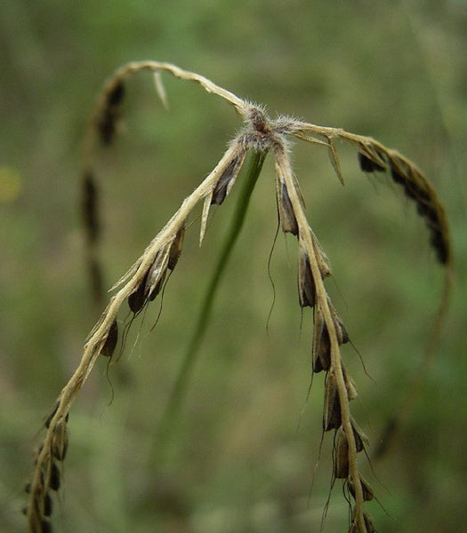 Chloris Ventricosa (Tall Chloris)