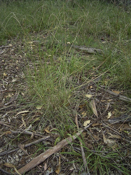 Chloris Ventricosa (Tall Chloris)