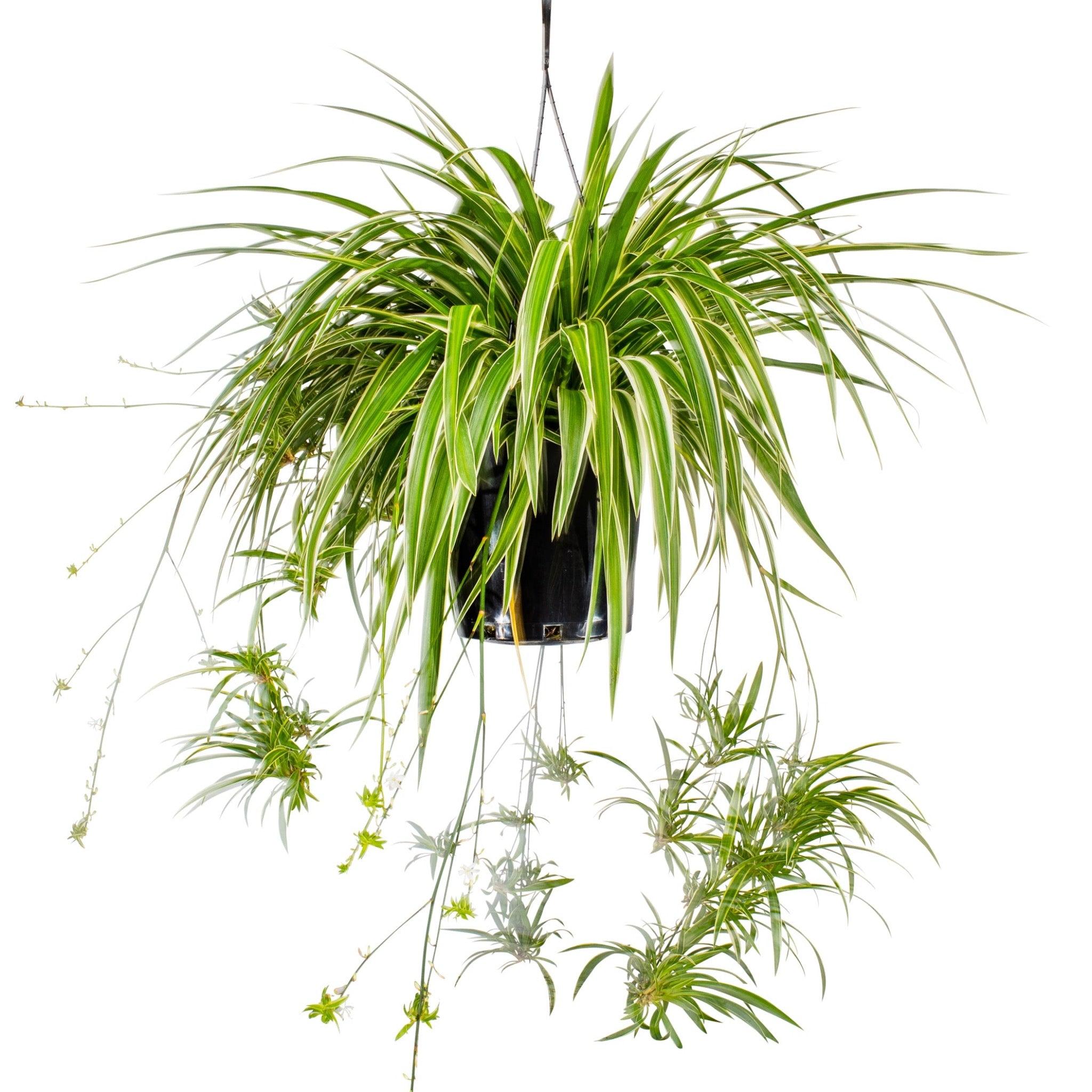 Chlorophytum Comosum ‘Vittatum’ (Variegated Spider Plant)