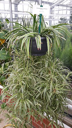 Chlorophytum comosum 'Picturatum' (Spider Plant 'Picturatum')