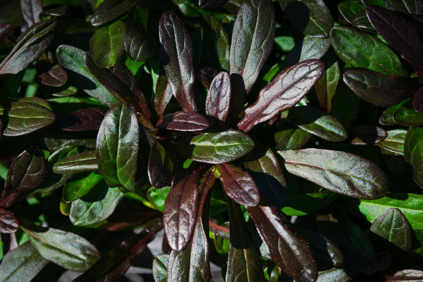 Ajuga Reptans ‘Chocolate Lace’ (Chocolate Lace Bugleweed)