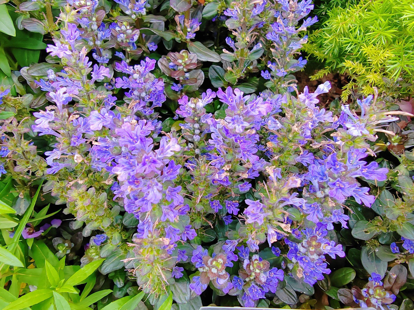 Ajuga Reptans ‘Chocolate Lace’ (Chocolate Lace Bugleweed)