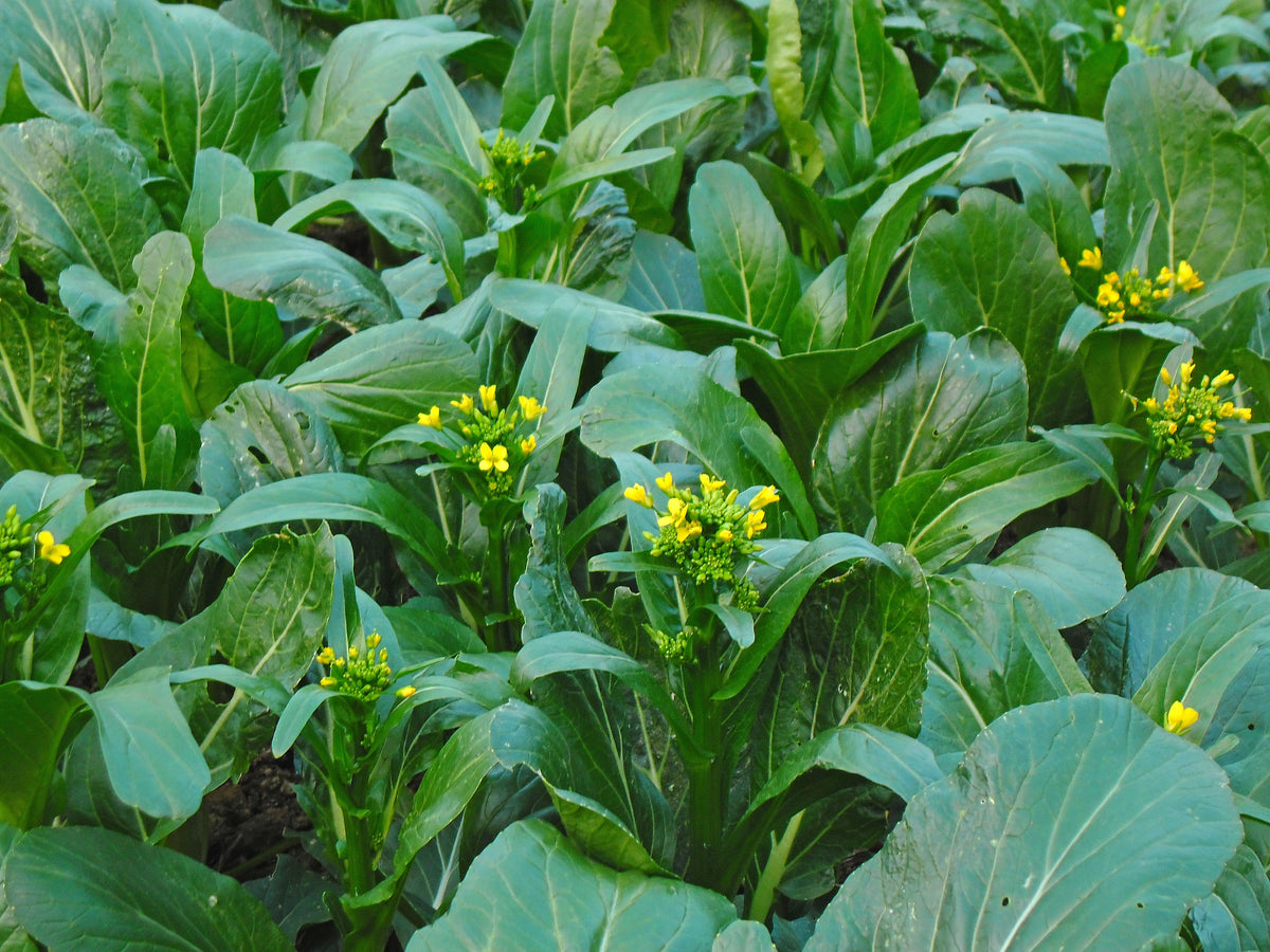 Brassica Rapa var. Parachinensis 'Karate' (Karate Choy Sum)